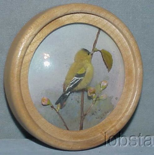 Common Goldfinch